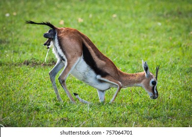 Photo Of A Thomson's Gazelle Giving Birth To Her Child In The Middle Of A Grass Plain