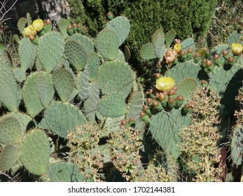 Photo of a thorny cactus and its yellow flowers in the nature of Provence. This photo was taken near Fontaine de Vaucluse in Provence.