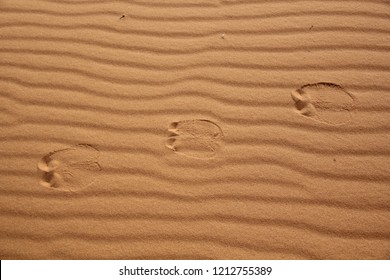 A photo of three camel footprints in undesturbed deserd sand in Saudi Arabia