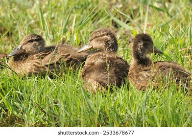 A photo of three ducklings resting in the grass field on a sunny day. - Powered by Shutterstock