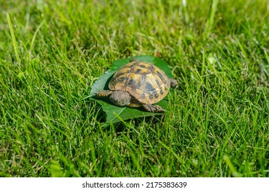 Photo Of Tiny Baby Tortoise Lying On Green Leaf On Grass. Newborn Turtle.