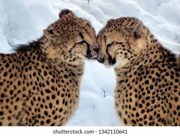 Photo I Took Of The Cheetah Brothers At The Cleveland Ohio Zoo In The Winter.