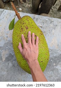 Photo Of Touching Whole Jackfruit By Hand