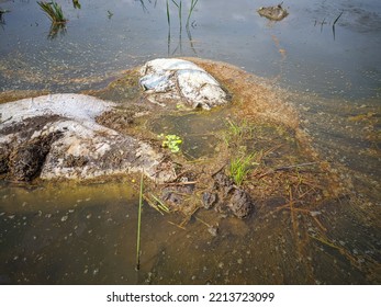 Photo Of Trash And Dirty Water.