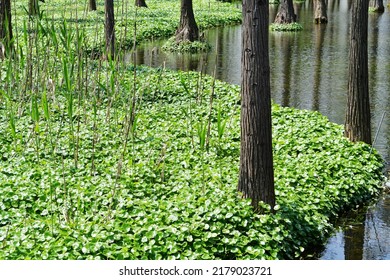 Photo Of  Tree Roots In A Fir Forest Growing In Water