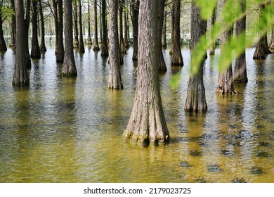 Photo Of  Tree Roots In A Fir Forest Growing In Water