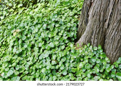 Photo Of  Tree Roots In A Fir Forest Growing In Water