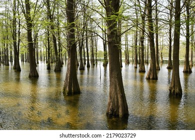 Photo Of  Tree Roots In A Fir Forest Growing In Water