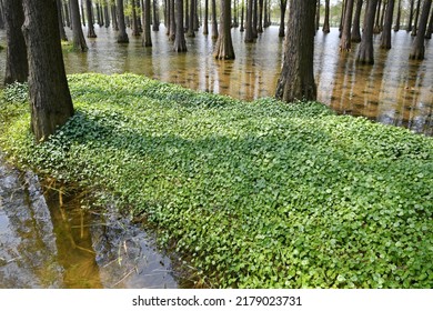 Photo Of  Tree Roots In A Fir Forest Growing In Water