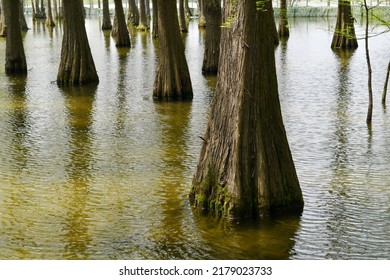 Photo Of Tree Roots In A Fir Forest Growing In Water