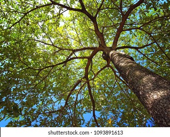 photo up to the tree top shot from below - Shutterstock ID 1093891613