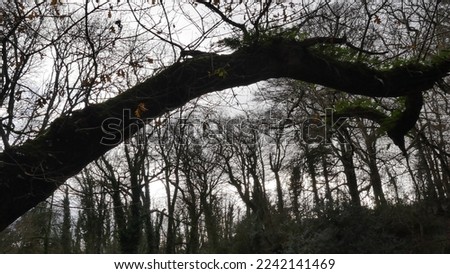 Similar – Image, Stock Photo Old apple tree Tree