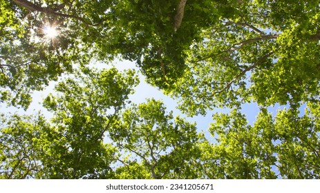 Photo of trees seen from below against a blue sky