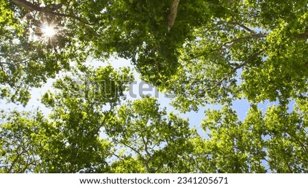 Photo of trees seen from below against a blue sky
