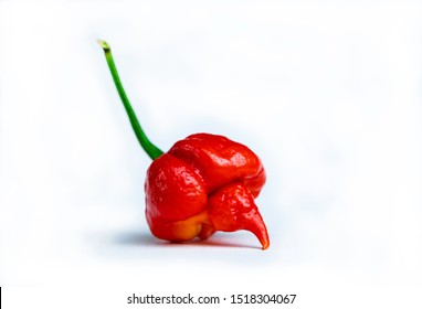 Photo Trinidad Moruga Scorpion (Capsicum chinense)  Fresh red hot chili pepper isolated white background 