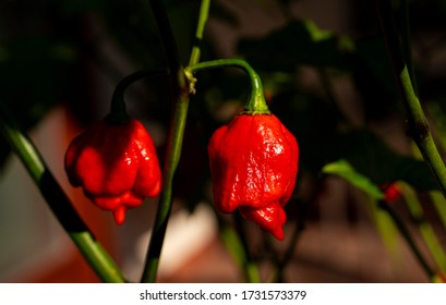 Photo Trinidad Moruga Scorpion (Capsicum chinense) plant  With fresh red hot chili peppers 