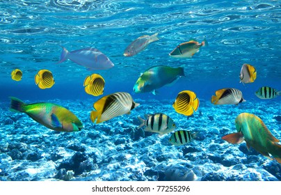 Photo Of A Tropical Fish On A Coral Reef