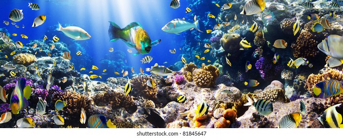 Photo Of A Tropical Fish On A Coral Reef