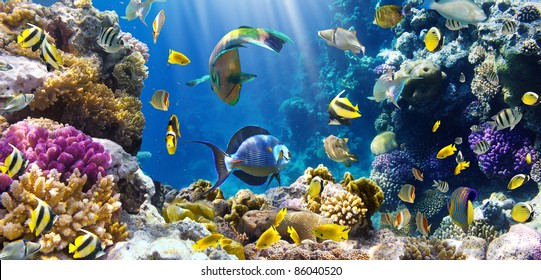 Photo Of A Tropical Fish On A Coral Reef