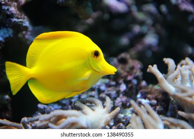 Photo of a tropical yellow tang on a coral reef