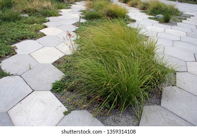 Photo Tufted Hairgrass Aka Tussock Grass