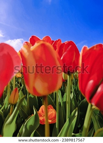 Photo of tulips in the Netherlands. Tulips against the blue sky, close-up.Netherlands a background of blue sky. Stock photo © 