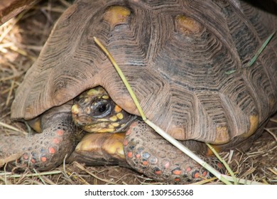 92 South dakota reptile gardens Images, Stock Photos & Vectors ...