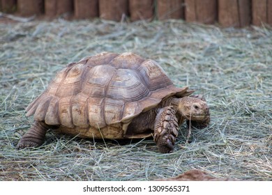 92 South dakota reptile gardens Images, Stock Photos & Vectors ...