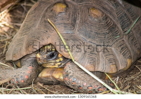 Photo Turtles Taken Reptile Gardens Rapid Stock Photo Edit Now