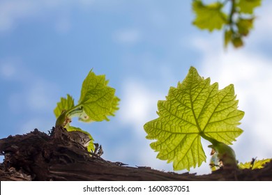 photo of twig branches with three young leaves in the early growth stage in the background sky with white sparse clouds - Shutterstock ID 1600837051