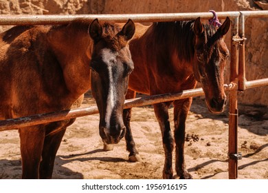 Photo Of Two Beautiful Brown Horses. Country Farm. Ranch. Non Urban Scene. 
