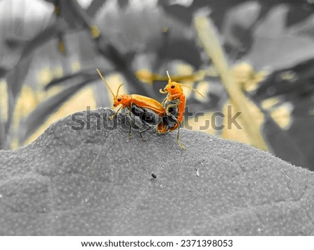 A photo of two beetles having intercourse 