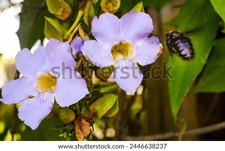 Photo of two bluish flowers with a black bee flying over them
