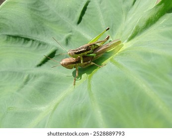 photo of two grasshoppers mating on a green taro leaf in nature  - Powered by Shutterstock