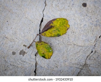 Photo of two leaf that start drying and yellowing,twig are above surface of the cracked concrete. - Powered by Shutterstock