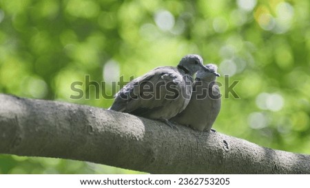 photo of two pigeons in the zoo