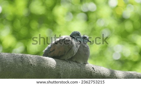 photo of two pigeons in the zoo