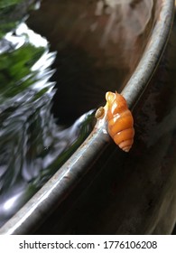 A Photo Of Two Snail Shells Perched On The Edge Of A Rainwater Tank In My Backyard.