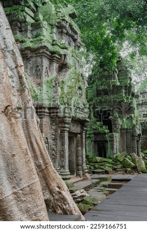 A photo of two well preserved and intact towers from the inner enclosures of the Ta Prohm temple site. The trunk of one of the famous spung trees is visible  in the foreground.