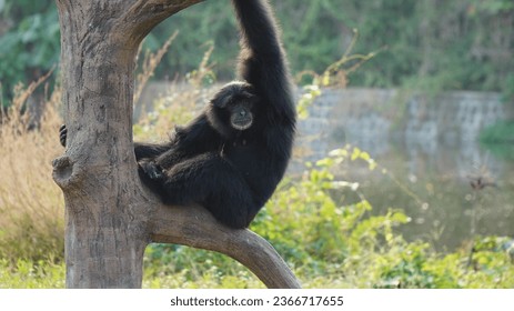photo of Uwa ungko aka agile gibbon aka black-handed gibbon doing his activities during the day - Shutterstock ID 2366717655