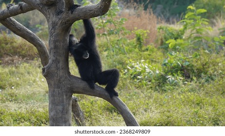 photo of Uwa ungko aka agile gibbon aka black-handed gibbon doing his activities during the day - Shutterstock ID 2368249809