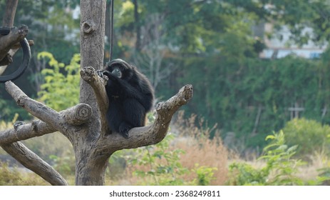 photo of Uwa ungko aka agile gibbon aka black-handed gibbon doing his activities during the day - Shutterstock ID 2368249811