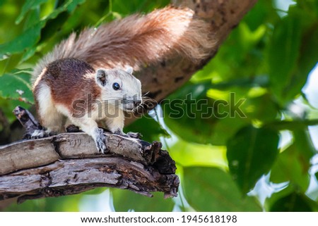 A photo of Variable Squirrel lives in the garden, which is the animal of Thailand. Stock photo © 