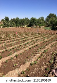 A Photo Of Vegetable Planting, Which Is The Full Indicator Of The Labor Given By Human Beings To Be Satiated.