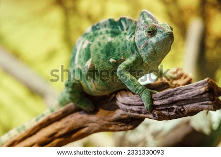 A photo of The veiled chameleon is a species of chameleon native to the Arabian Peninsula in Yemen and Saudi Arabia. Other common names include cone-head chameleon, Yemen chameleon, and Yemeni chamele