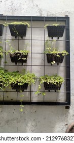 Photo Of A Vertical Garden With Pot And Plant. This Photo Can Be Used For Something Related To  Nature, Gardening, Backyard, Greenery