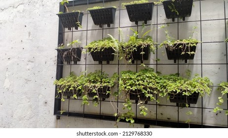 Photo Of A Vertical Garden With Pot And Plant. This Photo Can Be Used For Something Related To  Nature, Gardening, Backyard, Greenery