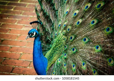 Photo Very Friendly Peacock Showing Feathers Stock Photo 1058181545 ...