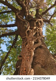 Photo Of A Very Old Tree.