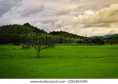 A photo of view scenary at paddy field